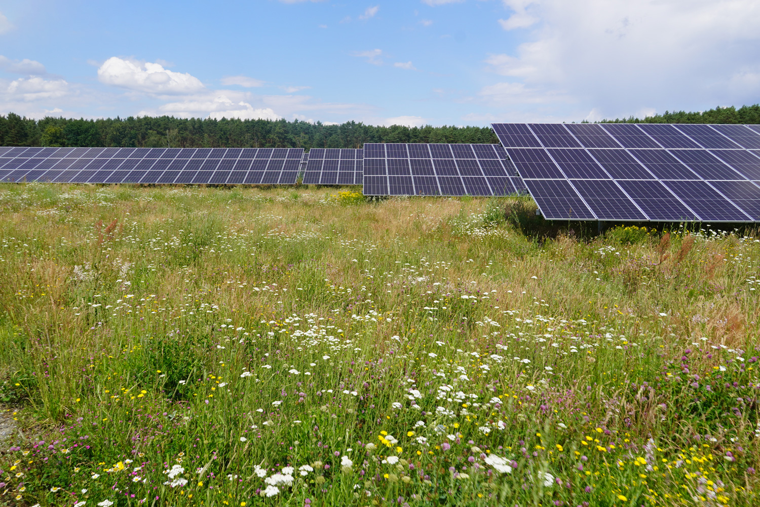 Solar panels with biodiversity-friendly landscaping