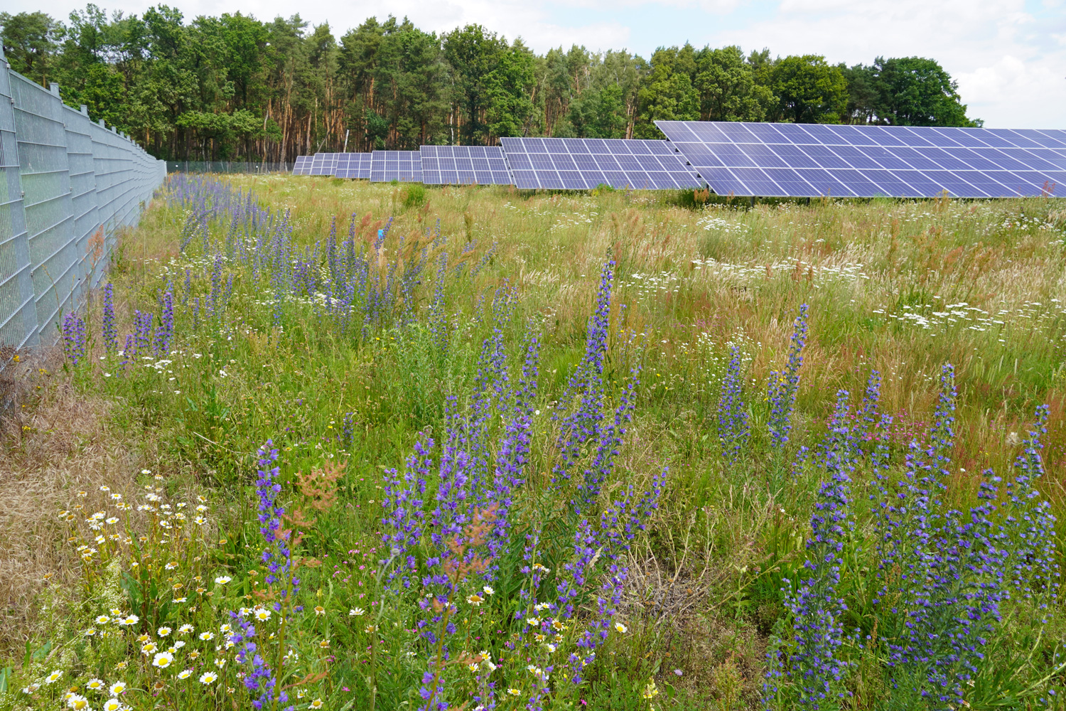 Solar panels with biodiversity-friendly landscaping