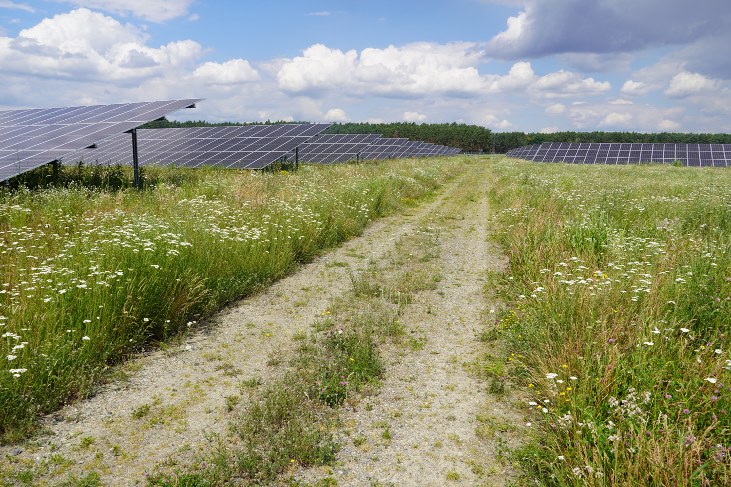 Solar panels with biodiversity-friendly landscaping
